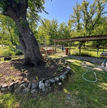 Sığla ağacı ve pergola